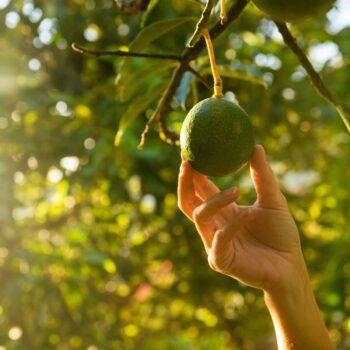 Avocado tree