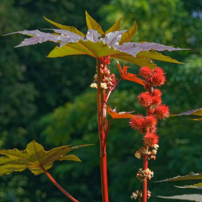 castor plant