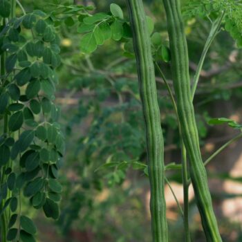 Moringa tree