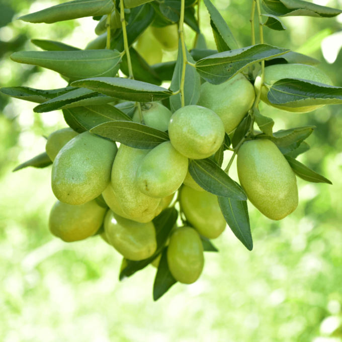 Jojoba tree