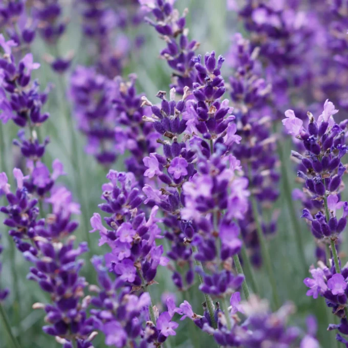 lavender field